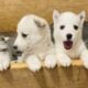 HUSKY PUPPIES