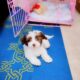 Havapoo Puppies Ready for Loving Homes – Cleveland