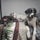AKC GREAT DANE PUPPIES