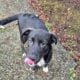 4 month old male lab/husky puppy
