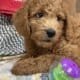 Absolutely adorable F1b Goldendoodle
