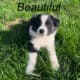 Aussie/Samoyed puppies