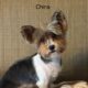 Yorkie puppies available