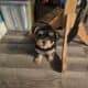 Yorkshire terrier Minature yorkie Male