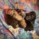English Bull Dog Puppies