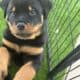 Rottweiler Puppies