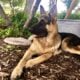 AKC German Shepherd puppies