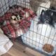 Candie CKC Registered Female