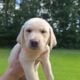 AKC LABS