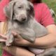 AKC Weimaraners