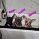 AKC FRENCH BULLDOGS