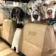 Lewellin English Setter
