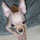 Fluffy brown white female Chihuahua puppy