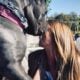 English Mastiff- 2 females/ Brindle/ Akc