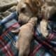 AKC Golden Retriever puppies Embark tested parents