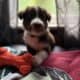 Border collie