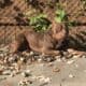 Loving Home Needed for 2-Year-Old Choco (Rehoming