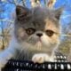 FEMALES -10 weeks – RE-HOME FEE
