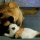 Traditional Siamese Kittens – Seal Points