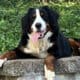 Marty-Bernese Mountain Dog puppy