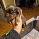 AKC Yorkies