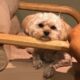 Goldie is looking for a new home.