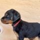 Rottweilers ready for forever home