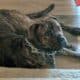 “Elite Cane Corso – Strong, Loyal, and Family-Read