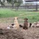 AKC Labrador Puppies