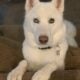 Husky Puppies for Sale