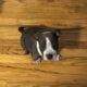 XL American Bully pups