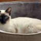 Traditional Siamese kittens parents TICA reg