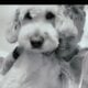 Goldendoodles F1B