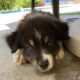 Aussie Puppies!