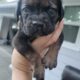Cane Corso Puppies