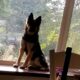 German Shepherd -Bullmastiff -Pit