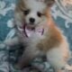 Pomeranian Puppies