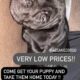 CANE CORSO AVAILABLE FOR SELL!