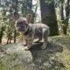 AKC French Bulldog Puppy, 10 Weeks Old!