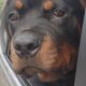 Rottweiler for for ever home