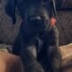 Great Dane Puppies