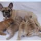 14 Week Male AKC French Bulldog