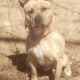Chiweenie Pit / American Pitbull Terrier mix