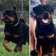AKC Rottweiler Puppies Ready to go home!