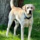 AKC Yellow Male Labrador – green ribbon