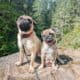 Pug Puppies