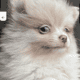 AKC Blue Merle Pom DNA Tested Health Guarantee