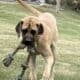 AMERICAN MASTIFF PUPPIES READY TO GO APRIL 14TH