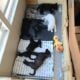 4 MALES AND ONE FEMALE 15WEEKS OLD PUPPIESFOR SALE