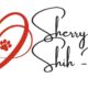 “Miracle” – Adult, Sweet Female Shih-Poo